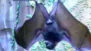 Bats Fighting