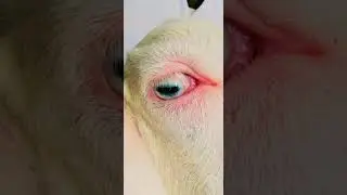 Amazing #goat #eye #epic #animals #amazing #super #wildlife #love #nature #natural #shorts