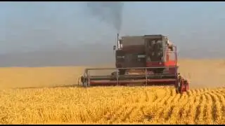 MF 850, harvesting wheat in RSA