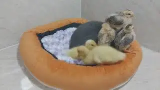 Funny and Cute Cats and Dogs 😋😻Playful kittens with cute ducks