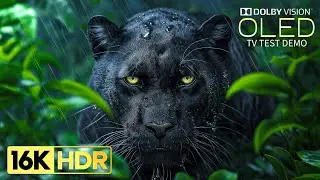 Just Wow 16K HDR Video ULTRA HD 120fps  Dolby Vision 8K4K TV 2