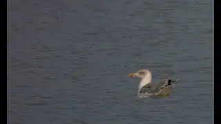 2022 09 24 sir&aacute;ly Hortob&aacute;gyi Nemzeti Park 4k