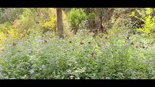 Butterfly garden in Austin, Texas