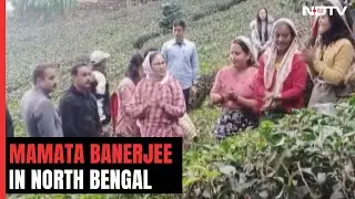 Mamata Banerjee In Tea Gardens Of North Bengal To Win Back Vote Base