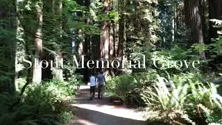 Stout Memorial & Lady Bird Johnson Grove - Redwood National Park