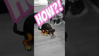 This Freeze Frame Turned My Dog Into Anime