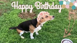 Cute Beagle eats her birthday cake!