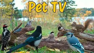 Cat TV &bull; Dog TV - Pretty Birds and Squirrels 🐿️ Relaxing Nature Sounds for Cats, Dogs, and People