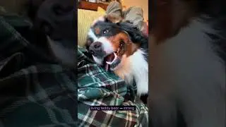 Bernese Mountain Dog: The Gentle Giant You&rsquo;ll Fall in Love With 🐶💕