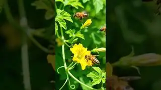 A cinematic step-by-step home garden video showing bitter gourd growing from seed to harvest!!