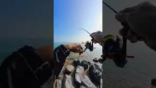 2025 Razor Belly Scad Season #ajing #shorts #fypviral #ajinggame #fishing #2025season