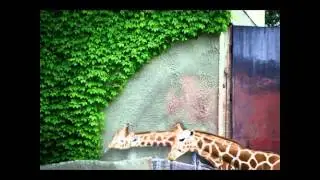 Des animaux qui disjonctent