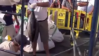 VIII COPA DE ESPA&Ntilde;A CURRICAN DE ALTURA     MARINA DE CALA D'OR