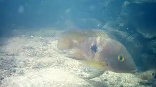 m101120231525 Synbranchus marmoratus, Geophagus brasiliensis,
