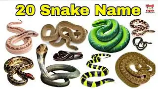 20 ज़हरीले साँपों के नाम 🐍। 20 Snakes Names SS Learning Official 