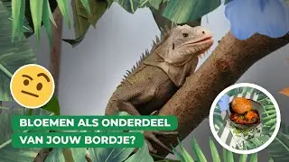 De Antilliaanse leguaan bezorgt ons een kruidige maaltijd 🦎🥗 | Keuken Blijdorp