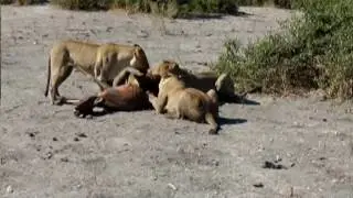 LCS Lions Eat !!!!!!