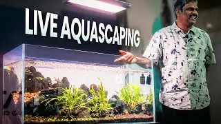 Live Aquascaping Workshop - Master Aquascaper At Work