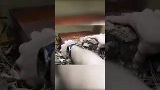 AMAZING DWARF BOA SET UP!