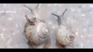 cute animals Pappys 🐕🐕🐕🐕🐈