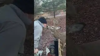 Deer takes cookie from my mouth😳 (lots of trust between us) deer are protected here.