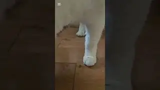 Sibling rivalry...                                    #funny  #cat  #funnydogs  #funnycats  #dog