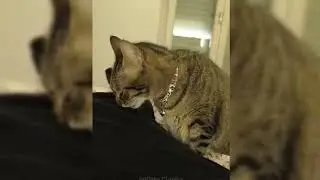 Смешные видео с животными 😂 Самые смешные кошки 😺 и собаки 🐶 2025 #кошки #смешно #собаки #домашни...