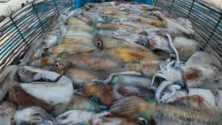 Jackpot daming huling Pusit Lumot