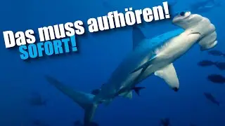 Die ERDE braucht UNSERE HILFE! | #StopFinningEU | Darijan Schneider