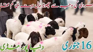 Today latest Dunya pur Bakra Mandi Update 🔥 All Mandi Update 🔥 dg Khan ki bakre Baka