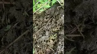 Dung beetles working hard for us!