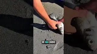 La baila que me trole&oacute; 😂🎣 | Surfcasting en M&aacute;laga