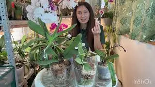 Поливай орхидеи ТАК , после ПЕРЕСАДКИ и они ОТБЛАГОДАРЯТ ❗️