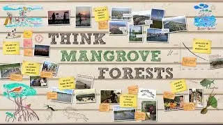 Think Mangrove Forests