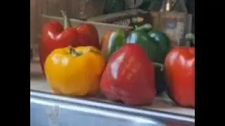 Freezing peppers and corn to prepare for use this winter.