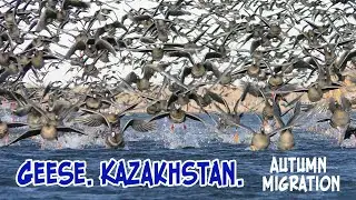 Гуси. Казахстан. Осенняя миграция.