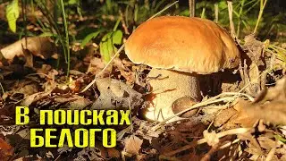 В поисках БЕЛОГО ГРИБА. Сентябрь. Boletus Edulis. Грибы 2021. Грибной Рай.