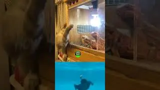 How funny animal  reaction | Animal reaction funny videos 2023 | #shorts #funny #animals #reaction
