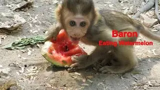 WOW !! Baron Golden Baby Monkey Try To Eat Watermelon, Brianna Teach Baron How To Eat Watermelon