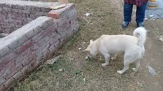 Russian White Stray dog eating split chickpea noodles/pooping on garbage dump/DejaWu Sadia anime usa