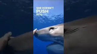 القرش جميل جدا Eg-hurghada.com #diving #eg #dolphin  #germany #egypt #genieten #ferien #safari