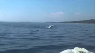 Delfine bei Rovinj