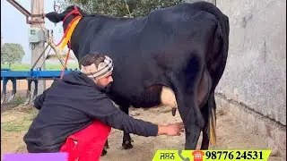 ਘੱਟ ਰੇਟ ਦੀਆਂ 6 ਗਾਵਾਂ ਜਸਨਾ ਬਰਗਾੜੀ ਵਾਲਾ ਕਹਿੰਦਾ ਕਿ ਪੂਰੇ ਪੰਜਾਬ ਦਾ ਚੈਲੇੰਜ ਰੇਟ ਆ ਕੋਈ ਇਹ ਰੇਟ ਵਿੱਚ ਗਾਵਾਂ ਦੇ 