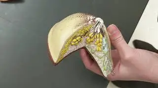 GUIDED VIDEO - Breast Anatomy Model