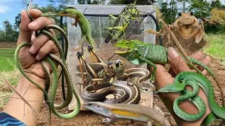 Pinched by a stag beetle‼️catch giant grasshopper, big mantis, locust, green snake