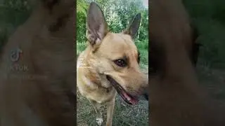 dogs, happy, friends, gameplay, play, fight, walk, family, eyes, sky,