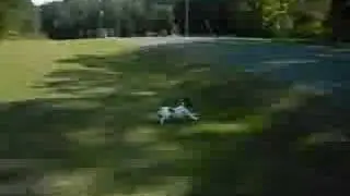 the A.D.D. dog