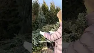 Создаем гармонию в саду без лишних сложностей #сад #садоводничество #дача