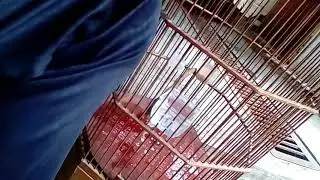 Ciblek dada putih..cekris.gacor.ndhon