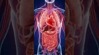 Eating Spicy Food: Inside Your Body #humanbody#bodyfacts#healthvisual#aivideo